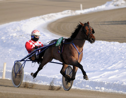 horse-racing-trav-stall-sjostrom